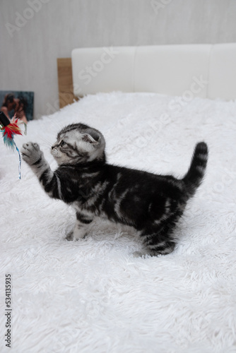 Scottish fold striped kitten playing