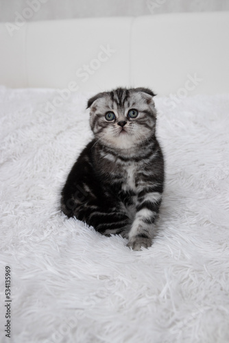 Scottish fold striped kitten