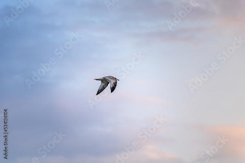 A bird flying in the blue sky of Greece