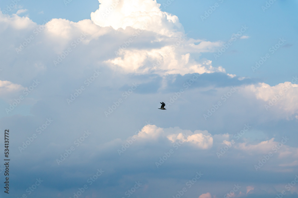 A bird flying in the blue sky of Greece