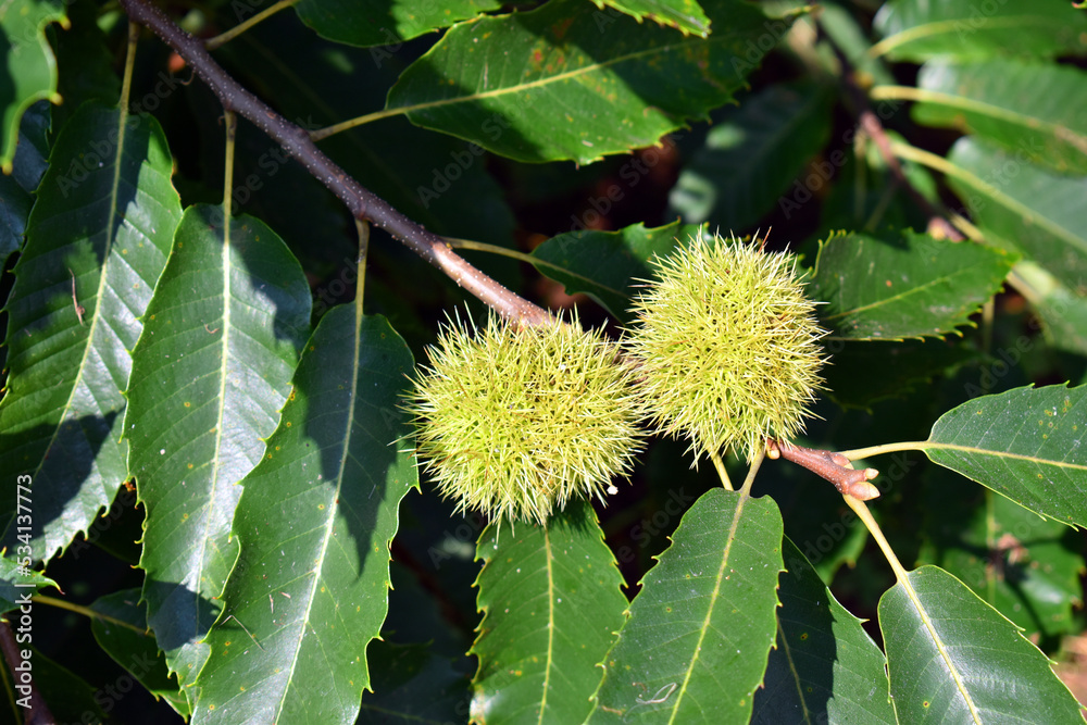 Chestnuts on the branches of a chestnut tree (Castanea sativa)
