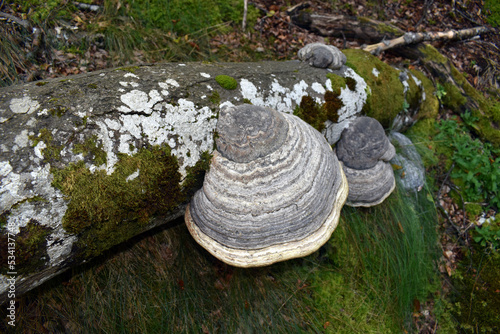 The tinder fungus (Fomes fomentius) on a tree trunk