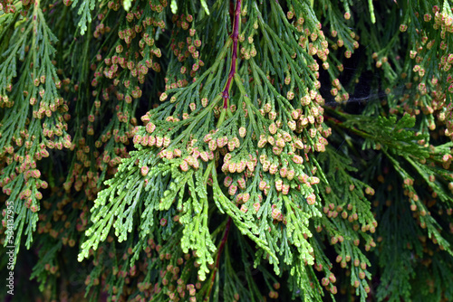 Detail of a branch of Calocedrus decurrens, an ornamental tree used in gardening photo