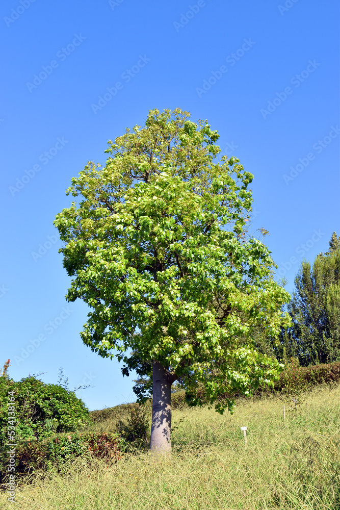Brachychiton populneus, an ornamental tree used in landscaping Stock