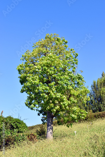 Brachychiton populneus, an ornamental tree used in landscaping photo