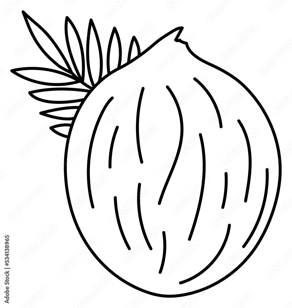 Coconut. Fruit sketch. Black line nut icon. Illustration for coloring book Coconut. Fruit sketch. Black line nut icon. Illustration for coloring book