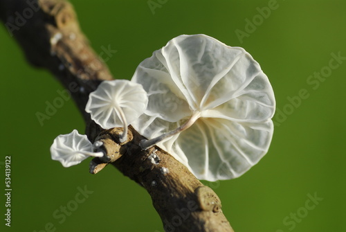 The fungus Marasmiellus can...