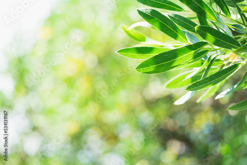 Closeup nature view of green leaf on sunlight with copy space using as background concept