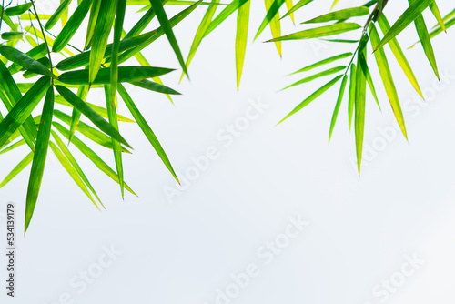 Abstract blurred green bamboo leaf on white sky background using as background or fresh wallpaper concept
