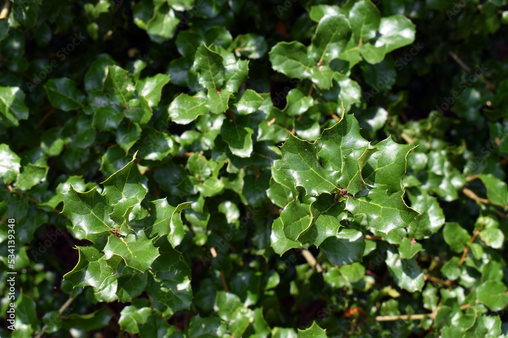 Leaves of Quercus agrifolia, an oak native to California that is used in landscaping Leaves of Quercus agrifolia, an oak native to California that is used in landscaping