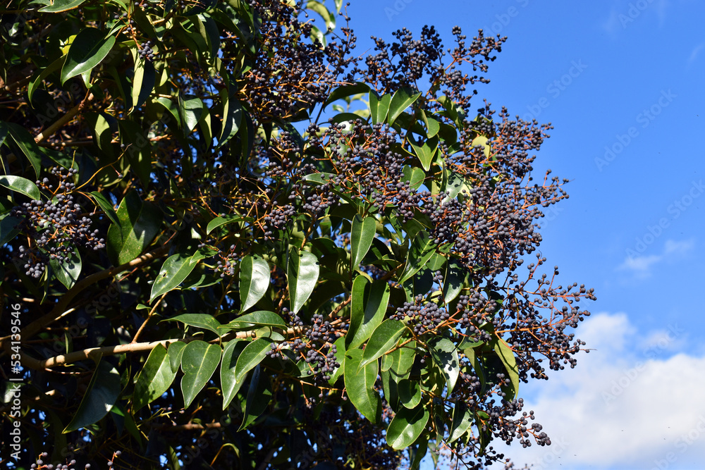 Branch and fruits of Ligustrum lucidum, an ornamental species grown in gardens Branch and fruits of Ligustrum lucidum, an ornamental species grown in gardens