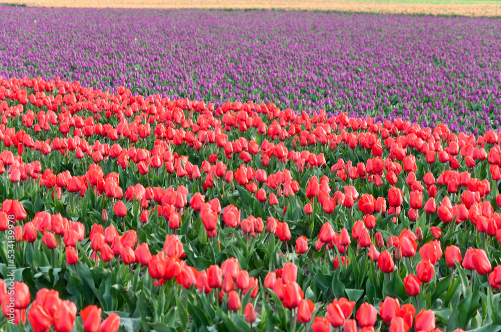 Close shot of flower fields with red and violet tulips at the Skagit Valley Tulip Festival, La Conner, USA