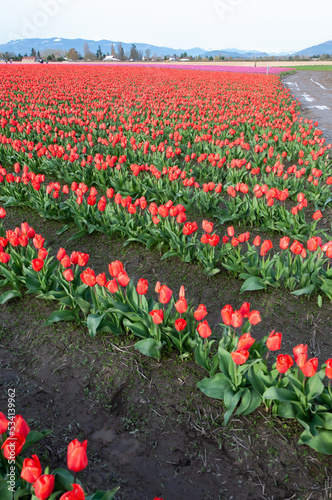 A portrait shot of rows of red tulip field at the Skagit Valley Tulip Festival  La Conner  USA