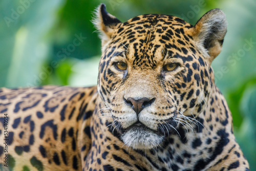 Jaguar Panthera onca  majestic feline looking at camera in Pantanal  Brazil