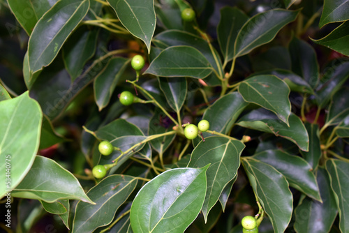 Slika na platnu Fruits of the camphor tree (Cinnamomum camphora)