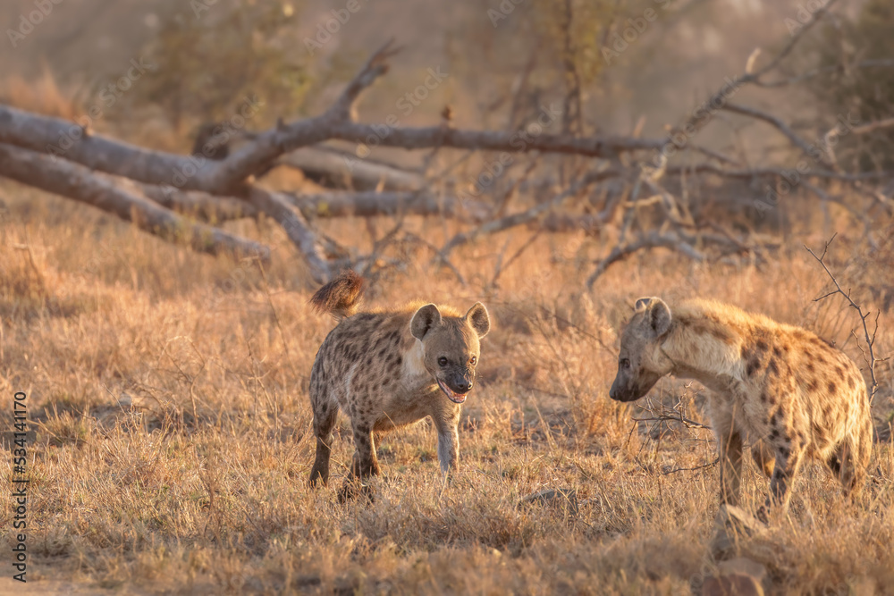 Spotted hyenas (Crocuta crocuta) in the early morning, Sabi Sands Game Reserve, South Africa. Spotted hyenas (Crocuta crocuta) in the early morning, Sabi Sands Game Reserve, South Africa.