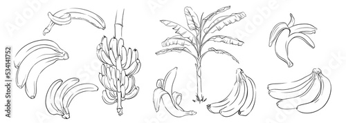 Hand drawn monochrome bananas. Contours of banana, banana bunch and banana plant. black and white vector illustration of bananas