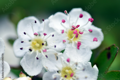 Common hawthorn flowers  Crataegus monogyna  with selective focus.