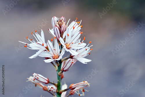  White asphodel flowers (Asphodelus albus) photo
