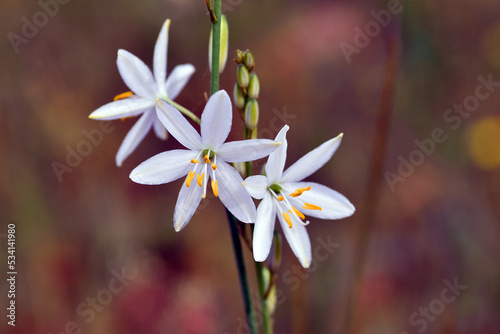 Anthericum liliago or the St Bernard s lily flowers
