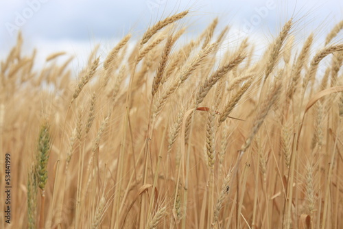 wheat against the gray sky