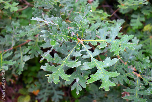 Quercus pyrenaica or Pyrenean oak leaves photo