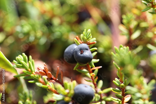 crowberry dwarf shrub with fruits alpine species