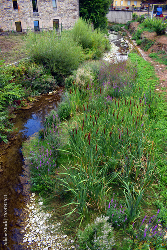 Eutrophication and invasion of plants in a river in summer