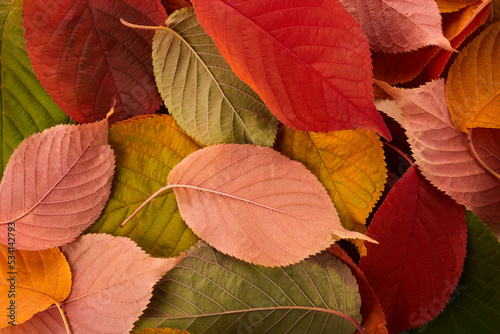 Autumn background. Multicolored leaves lie on the grass.