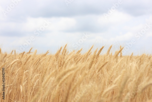 wheat field against the gray sky