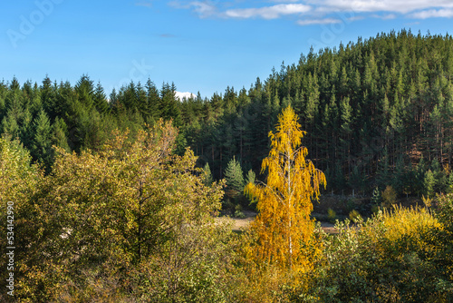 Autumn yellow birch background