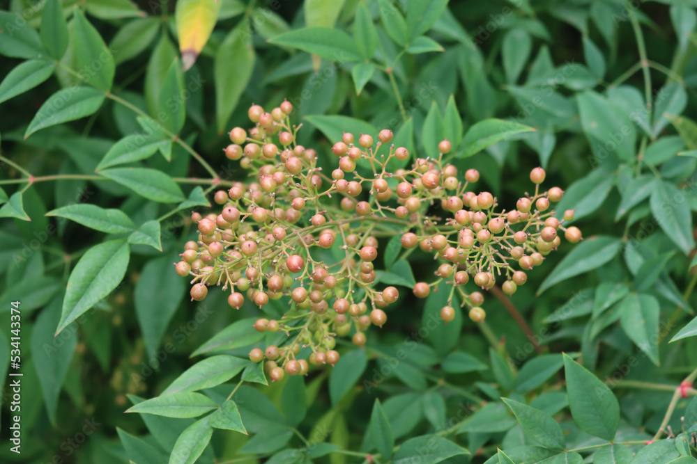 Close-up of Nandina domestica bush with unripe berries. Heavenly bamboo in the garden on early autumn Close-up of Nandina domestica bush with unripe berries. Heavenly bamboo in the garden on early autumn