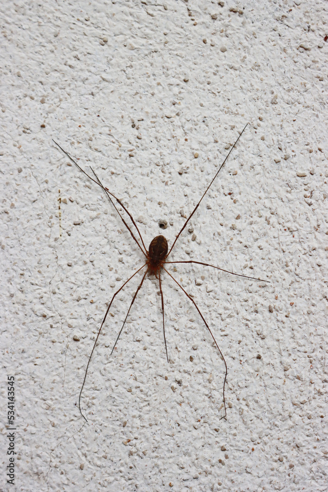 Close-up of Opiliones Sundevall or Harvestman or Daddy long leg spider on white wall Close-up of Opiliones Sundevall or Harvestman or Daddy long leg spider on white wall