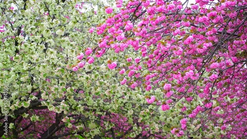 Wallpaper Mural 名称未設定プロジェクト Torontodigital.ca