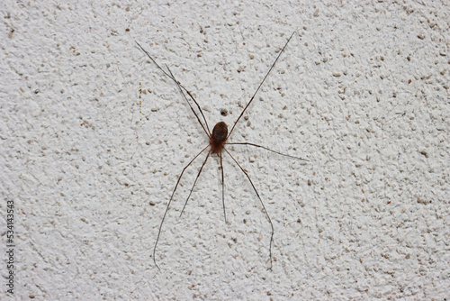 Close-up of Opiliones Sundevall or Harvestman or Daddy long leg spider on white wall
