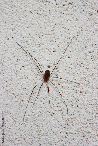 Close-up of Opiliones Sundevall or Harvestman or Daddy long leg spider on white wall