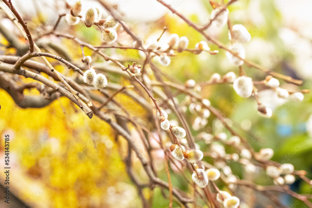 Branches with buds on a tree in a blooming spring garden. Yellow. Natural background