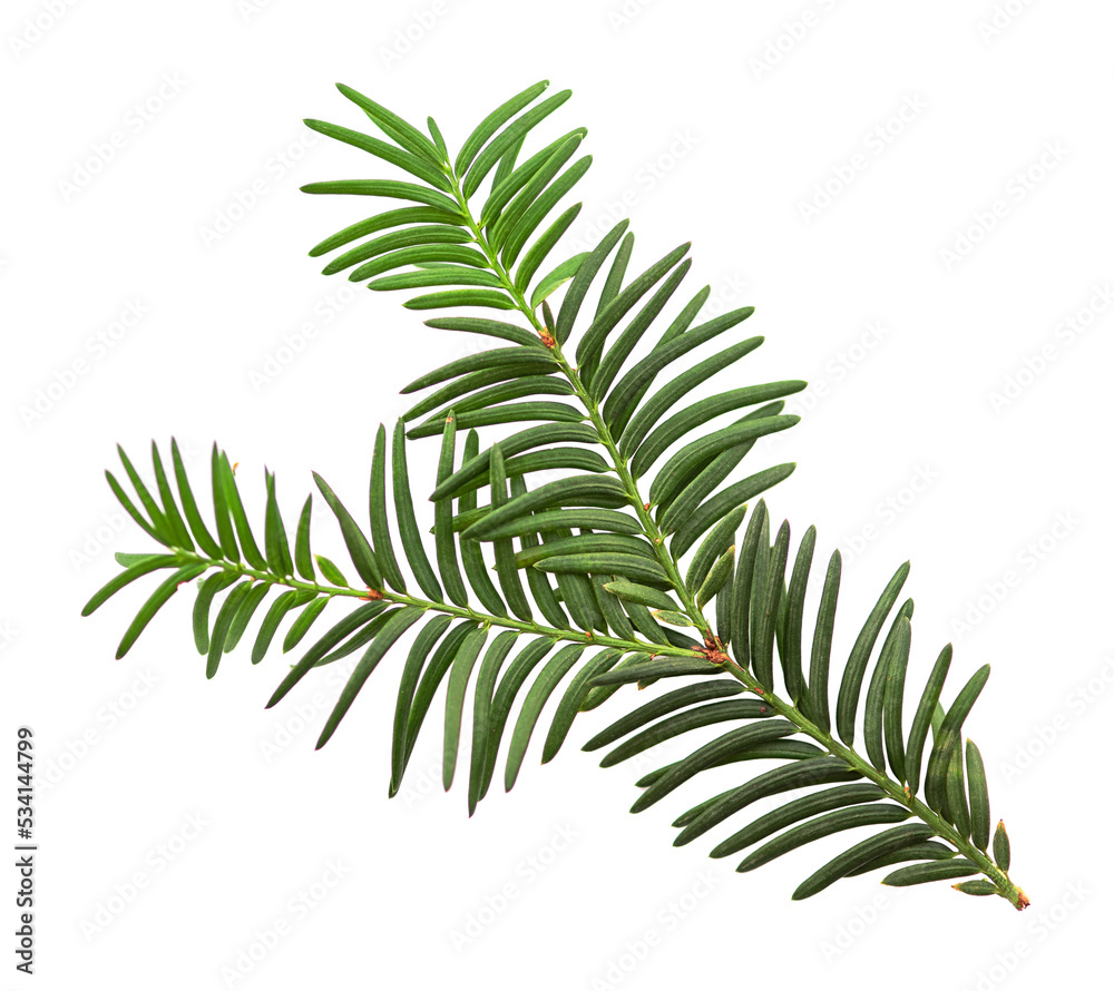 Green yew branch isolated on white background close up