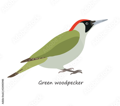 European green woodpecker isolated on white background. Vector illustration