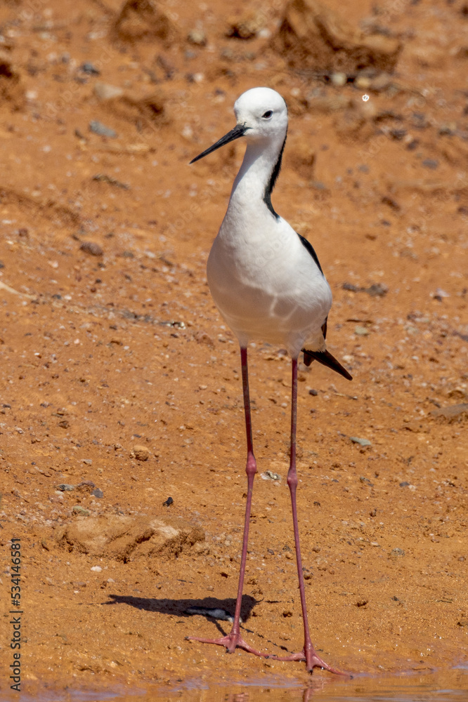 Pied Stilt in South Australia Pied Stilt in South Australia
