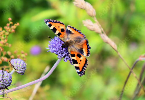 Bumblebee and butterfly collect nectar on blue flower