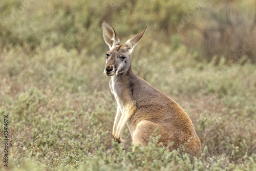 Red Kangaroo in South Australia