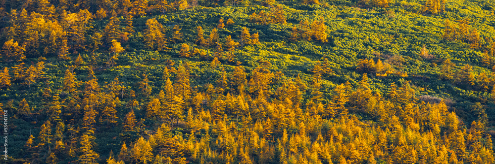 Fototapeta premium Beautiful panoramic autumn landscape. View of the larch forest on the mountainside. Yellowed autumn larch trees and thickets of evergreen dwarf pine. Fall season. Great for backgrounds and designs.
