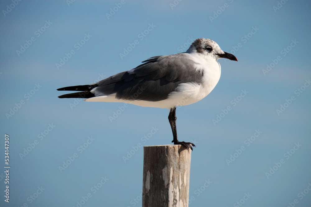 Seagull portrait. Seagulls live wild on the Caribbean beach on Holbox Island in the Mexican state of Quintana Roo, Yucatán Peninsula, Gulf Coast of México. Seagull portrait. Seagulls live wild on the Caribbean beach on Holbox Island in the Mexican state of Quintana Roo, Yucatán Peninsula, Gulf Coast of México.