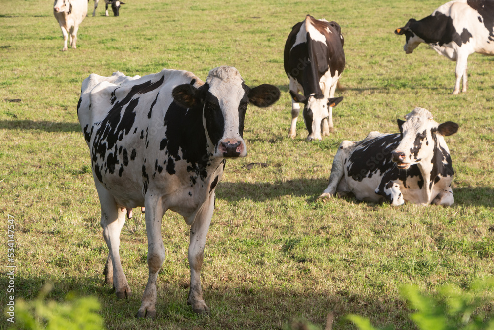 Holstein cows in a field in Brittany