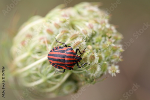 minstrel or striped bug on the seeds of a plant