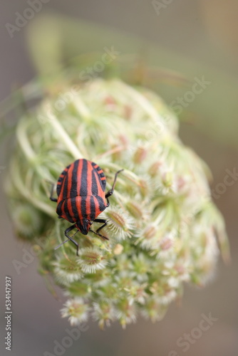 minstrel or striped bug on the seeds of a plant