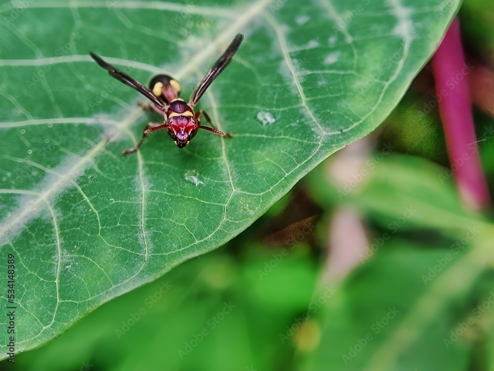 a wasp on a leaf a wasp on a leaf