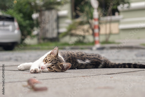 Fototapeta Naklejka Na Ścianę i Meble -  A small stray kitten laying in the middle of the street. Homeless animals on the city streets