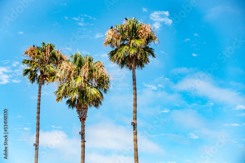 A palm tree against a clear blue sky on a summer's day in Vallejo, California.